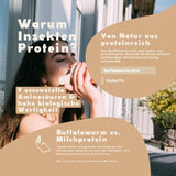Insekten Proteinpulver