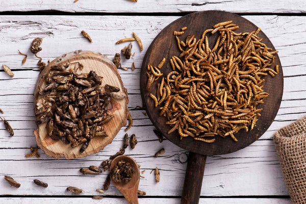 Essbare Insekten - in Deutschland gibt es bisher vor allem Grillen Heuschrecken und Buffalowürmer zu kaufen. Bestellen kann man sie in vielen Onlineshops wie zum Beispiel von Entorganics oder Mybugbar.